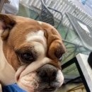 왈왈펫카페 이미지