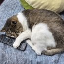 옹옹