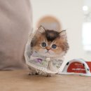 이안 캐터리 | 송정고양이분양 흡족스럽게