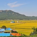 황금물결 이미지