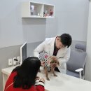 사상동물병원 | 사상동물병원 전국에서 슬개골수술하러 오시는 이유