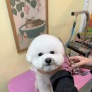 미용특공대 이미지