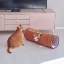 코코빈 이미지