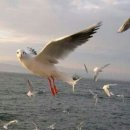 갈매기1호 이미지