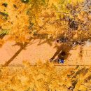 은행나무로 이미지