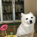 도그 아지트 이미지