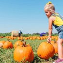 so tree farm 이미지