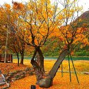 오색비단