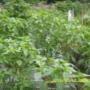 미래목장 이미지