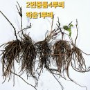 노랑미치광이/큰으아리/박새/윤판/바람꽃/홀아비/세신/복수초/참취/풀솜대/청보라.흰노루귀/현호색/처녀치마/앵초/금낭화/산갓/꽃범의꼬리 이미지