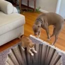 Dog's sneaky push sends a cat onto a fake abyss 이미지