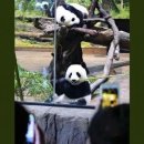 판다나라 이미지