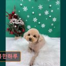 댕복한하루 이미지