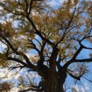 은행나무3길 이미지