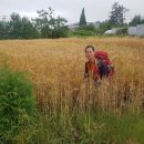 매월리입구 삼거리   온덕마을 | 우수영에서 온덕마을 까지 가다. 제33회코리아둘레길/서해랑길 제4회차 우수영에서 금호,영암방조제를...