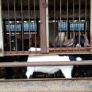 덕산 흑염소 농장 이미지