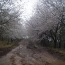 울산 동구 염포산 벚꽃구경.... 이미지