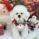 우리애견 | 🐶 광주 애견미용 댕핏 | 우리 빵식이 변신 후기! ✨