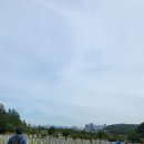 하나린 이미지