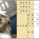 [대전 대덕구청] 시츄 2마리 (2007-10-16까지) 이미지