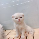 샵미소 이미지