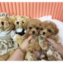 광주강아지분양 애견분양 마마스미독 광주점 이미지