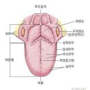 오늘은 혀에대하여~~♡ 이미지