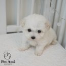 아미덴탈 이미지