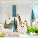 골든스웨터 캐터리 이미지