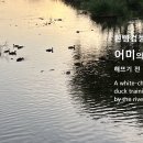 흰뺨검둥오리 어미의 새끼 훈련 이미지