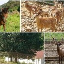 마녹펜션 이미지