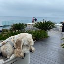 봄날애견 이미지