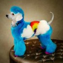 이쁜강아지 이미지