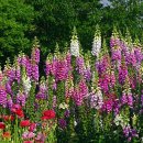 폭스글로브Common Foxglove) 이미지