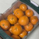 제주브릭스 | 이마트 고당도 귤 11브릭스(brix) / 제주 감귤 내돈내산 솔직후기