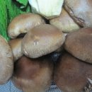 능이버섯 및 자연산 버섯에 대하여 이미지