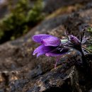 동강할미꽃마을 이미지