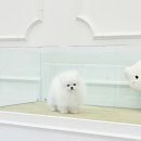 하이퍼피 강아지분양 고양이분양 군산본점 | 천안강아지분양 현명한 선택을 위한 분양 과정 필수 확인 사항과 초기 적응 팁