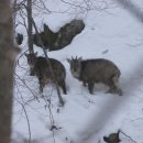 산양(산양보호구역) 이미지