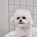 마마펫살롱 이미지