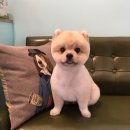 그루밍폼폼 이미지