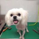 미니 앤 바니 애견샵 이미지