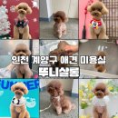 뚜니살롱 이미지