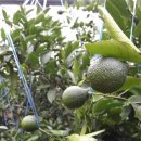 현주네농장 이미지