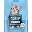 베스트 캣 이미지