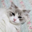 랙돌캐터리올리비아 이미지