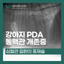더블유인천심장동물병원