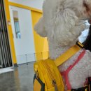 퍼피야놀자 이미지