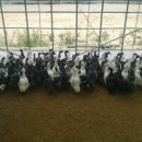 동녁농장 이미지