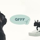 아르르(Arr) 이미지